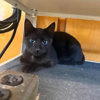 Onyx -  Domestic Short Hair Cat for Adoption in Wilmington, North Carolina - Onyx | PetCurious