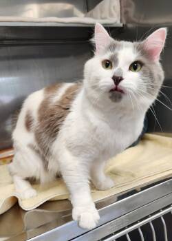 Stray Cat -  Domestic Medium Hair Cat for Adoption in Medfield, Massachusetts - Stray Cat | PetCurious