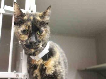 SHIBA LYDIA -  Domestic Short Hair Cat for Adoption in Dallas, Texas - SHIBA LYDIA | PetCurious