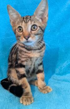 Rosie -  Domestic Short Hair and Tabby Cat for Adoption in Houston, Texas - Rosie | PetCurious