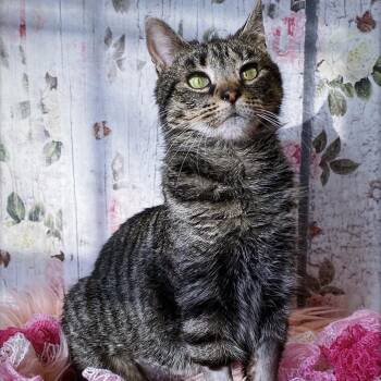 Domestic Short Hair Cats Available for Adoption - Pinky Bobtail | PetCurious