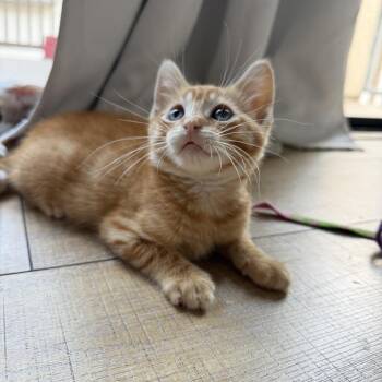 Preston -  Domestic Short Hair Cat for Adoption in Tustin, California - Preston | PetCurious