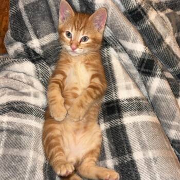 Domestic Short Hair Cats Available for Adoption in Granville, Ohio - Toulouse | PetCurious