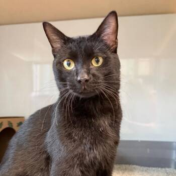 Steak -  Domestic Short Hair Cat for Adoption in Saint Charles, Missouri - Steak | PetCurious