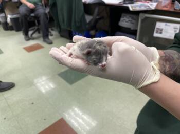 A1925779 -  Domestic Short Hair Cat for Adoption in Thousand Palms, California - A1925779 | PetCurious