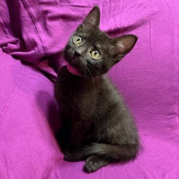Domestic Short Hair Cats Available for Adoption in Spokane, Washington - Zinnia | PetCurious