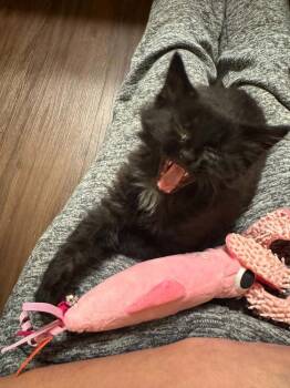 Mira G -  Domestic Long Hair Cat Available for Adoption in Cary, North Carolina - Mira G | PetCurious