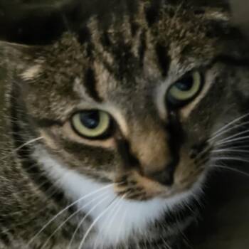 Rescue Tabby Cats for Adoption in Orlando, Florida - Nemo | PetCurious