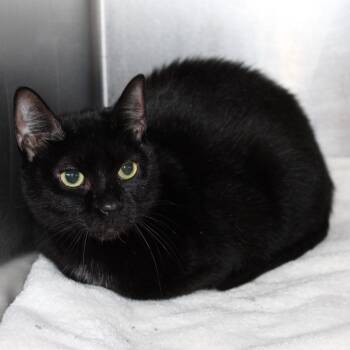 Pickles -  Domestic Short Hair Cat for Adoption in Auburn, Alabama - Pickles | PetCurious