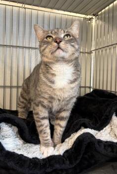 Gandalf the Grey -  Domestic Short Hair Cat for Adoption in Rock Springs, Wyoming - Gandalf The Grey | PetCurious
