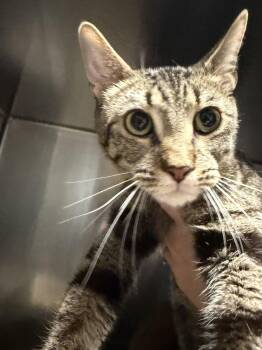 Domestic Short Hair Cats Available for Adoption - Go Tee | PetCurious