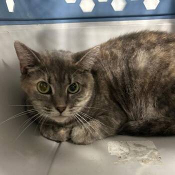 Domestic Short Hair Cats Available for Adoption in Fort Worth, Texas - Mable | PetCurious