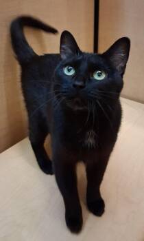 Domestic Short Hair Cats Available for Adoption in Cuyahoga Falls, Ohio - Birdo @Medina Petsmart (video) | PetCurious