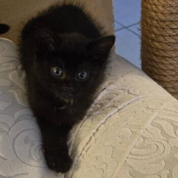 Angel -  Domestic Short Hair Cat for Adoption in Oshawa, Ontario - Angel | PetCurious