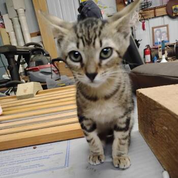 Allie -  Domestic Short Hair Cat for Adoption in League City, Texas - Allie | PetCurious