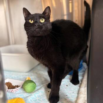 Midnight -  Domestic Short Hair Cat for Adoption in Spokane, Washington - Midnight | PetCurious