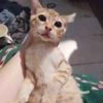 Mango -  Domestic Short Hair Cat for Adoption in West Palm Beach, Florida - Mango | PetCurious