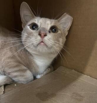 Torque -  Domestic Short Hair Cat for Adoption in Vero Beach, Florida - Torque | PetCurious