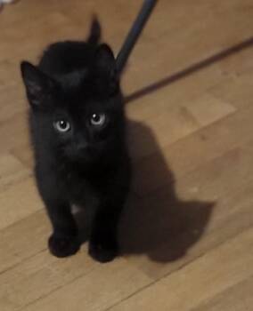 Siris -  Domestic Short Hair Cat for Adoption in Plumerville, Arkansas - Siris | PetCurious
