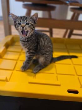 Frito -  Domestic Short Hair Cat for Adoption in Gorham, Maine - Frito | PetCurious