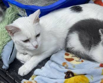 Domestic Short Hair Cats Available for Adoption in St. Cloud, Minnesota - Roz | PetCurious