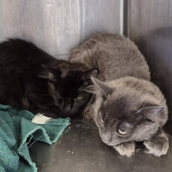 Domestic Medium Hair Cats Available for Adoption in Natick, Massachusetts - Shoosh One | PetCurious