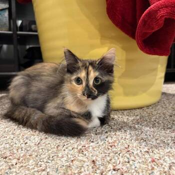 Indi Hoffman -  Domestic Medium Hair Cat for Adoption in Eagle Mountain, Utah - Indi Hoffman | PetCurious