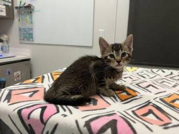 The Knock That Came From Nowhere -  Domestic Short Hair Cat for Adoption in Kansas City, Missouri - The Knock That Came From Nowhere | PetCurious