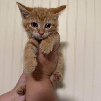 Touchdown -  Domestic Short Hair Cat for Adoption in Sequatchie, Tennessee - Touchdown | PetCurious