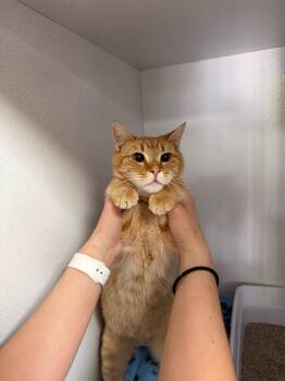 Tabby Cats Available for Adoption - Mittens | PetCurious