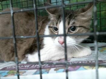 Domestic Short Hair Cats Available for Adoption - ROSEY | PetCurious