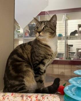Domestic Short Hair Cats Available for Adoption in Springfield, Massachusetts - TRUFFLES | PetCurious