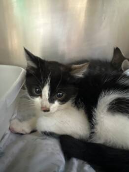 Rescue Domestic Short Hair Cats for Adoption in Pomona, New York - Bonnie | PetCurious