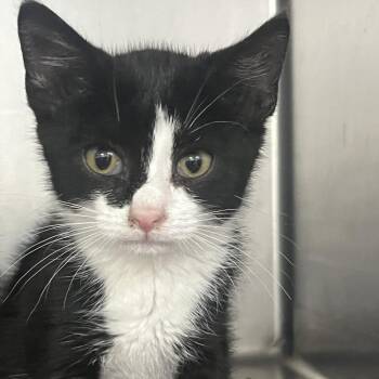 Coriander -  Domestic Short Hair Cat for Adoption in Idaho Falls, Idaho - Coriander | PetCurious