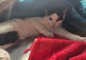 Boris -  Domestic Short Hair Cat for Adoption in Dickson, Tennessee - Boris | PetCurious