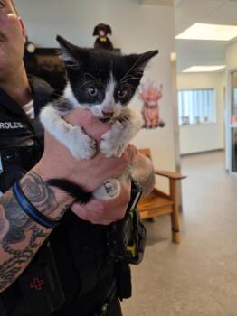 Smores -  Domestic Short Hair Cat for Adoption in Bossier City, Louisiana - Smores | PetCurious