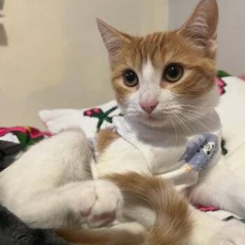 Shohei -  Domestic Short Hair Cat for Adoption in Las Vegas, Nevada - Shohei | PetCurious