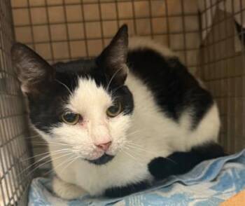 Flirty -  Domestic Short Hair Cat for Adoption in Honolulu, Hawaii - Flirty | PetCurious