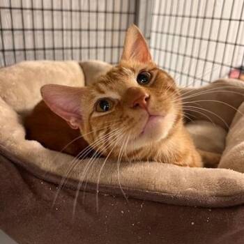 OLIVER-30774 -  Domestic Short Hair Cat Available for Adoption in Memphis, Tennessee - OLIVER-30774 | PetCurious