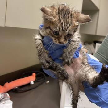 Timber 4195 -  Domestic Short Hair Cat for Adoption in Columbus, Georgia - Timber 4195 | PetCurious