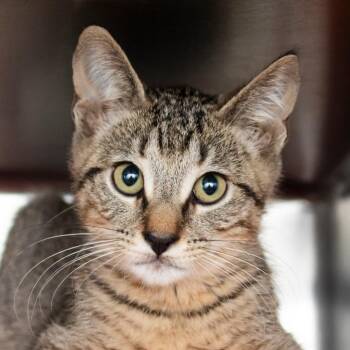 Pepper -  Domestic Short Hair Cat for Adoption in Middletown, Rhode Island - Pepper | PetCurious