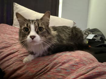 Rescue Domestic Long Hair Cats for Adoption in Davis, California - Muffin | PetCurious