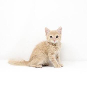 Pink Floyd -  Domestic Short Hair Cat for Adoption in Florence, Arizona - Pink Floyd | PetCurious