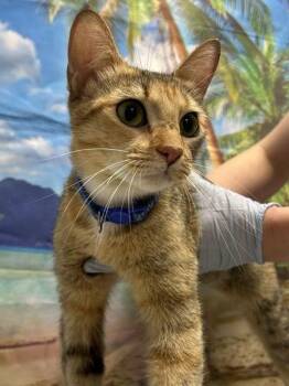 Queen Clarion -  Domestic Short Hair Cat for Adoption in San Antonio, Texas - Queen Clarion | PetCurious