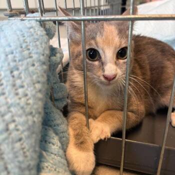 Lucky -  Domestic Short Hair Cat for Adoption in Huntington, West Virginia - Lucky | PetCurious