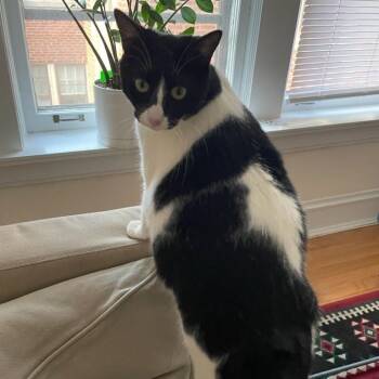 Rescue Domestic Short Hair Cats for Adoption in Evanston, Illinois - Sabrina | PetCurious