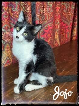 Rescue Domestic Short Hair Cats for Adoption in El Cajon, California - Jojo | PetCurious