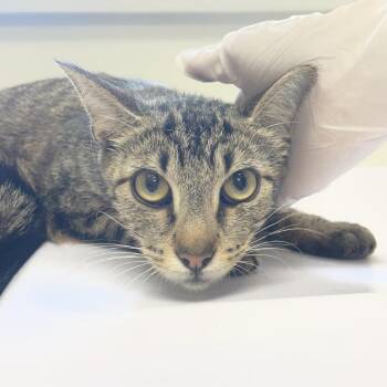Ursula L. -  Domestic Short Hair Cat Available for Adoption in Birmingham, Alabama - Ursula L. | PetCurious
