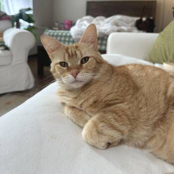 Sherbert -  Domestic Short Hair Cat for Adoption in Silver Spring, Maryland - Sherbert | PetCurious