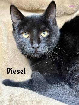 Diesel -  Domestic Short Hair Cat for Adoption in Frewsburg, New York - Diesel | PetCurious